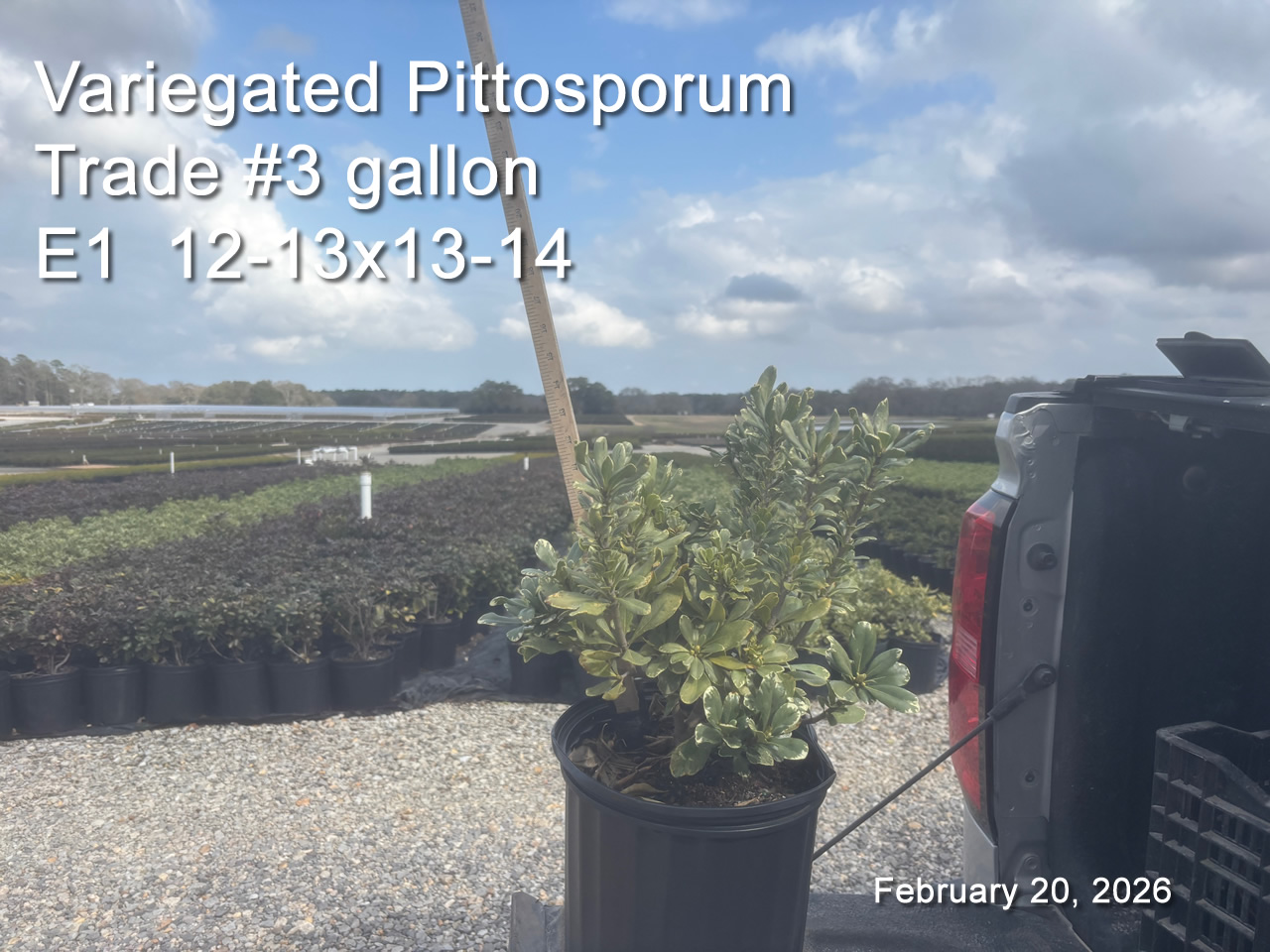 gallery/vpit3t e1 feb20.jpg